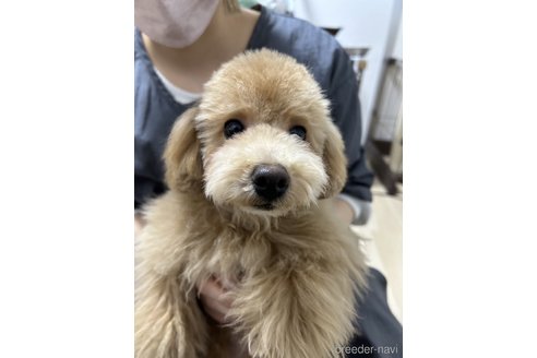 成約済の茨城県のタイニープードル-286502の2枚目